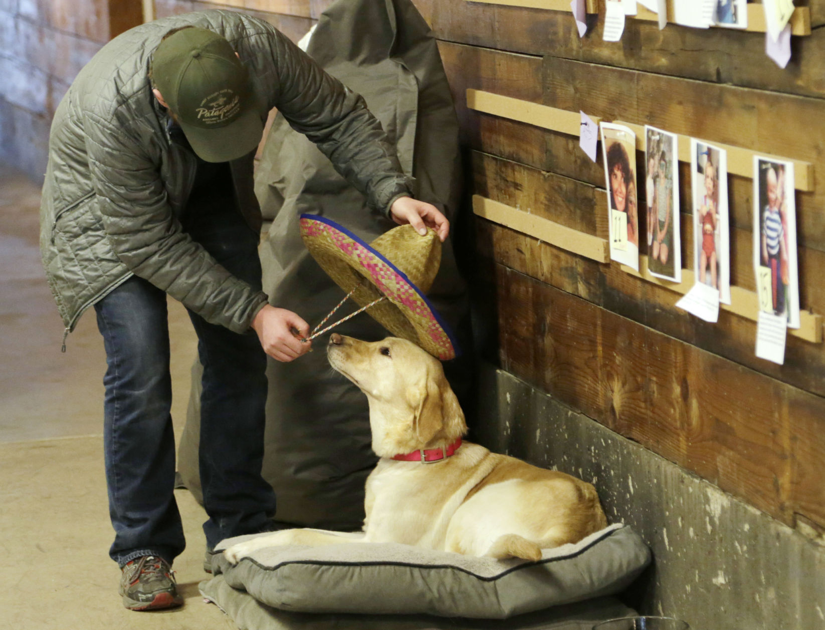 Dog sombrero